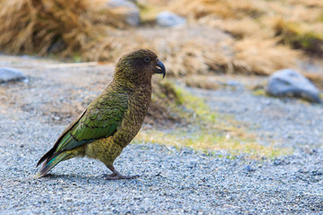 kea birds in south island new zealand