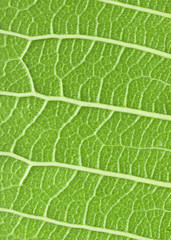 leaf texture