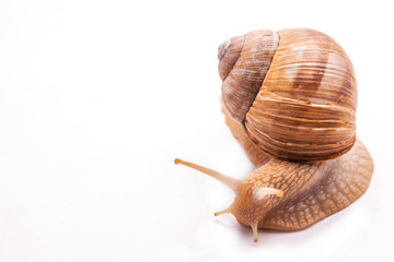 Snail isolated on white
