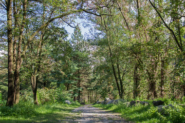 Path in the woods on a sunny day