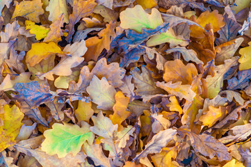 Fallen oak leaves. Yellow leaf on the ground. Autumn background.