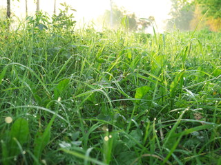 dew drops on grass under morning sunlight