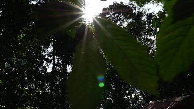 Sunlight Rays Through Trees in Amazon Rainforest, South America