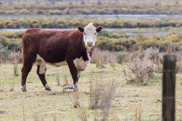 new zealand livestock cow standing in animals farm field looking