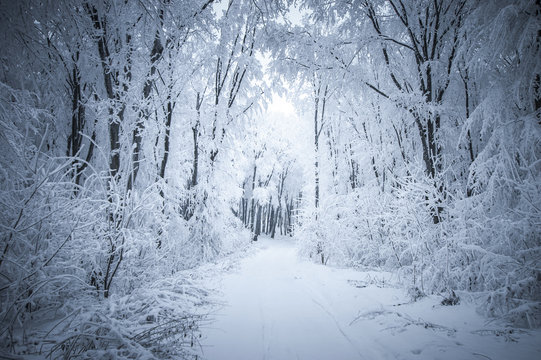 road through forest in winter