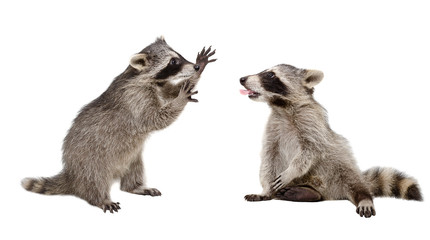 Two funny raccoon playing together