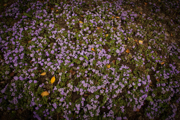 Field of purple flower background