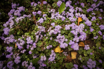Fototapeta premium Purple flower background and leaves