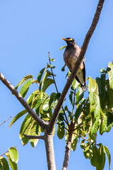 Common Myna (Acridotheres tristis) standing on the branch of tree