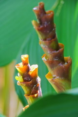 Tropical flower (Calathea Lutea (Aubl) Mey.)