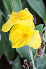 Cannaceae (Canna indica L.)