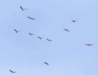 A flock of seagulls in the sky