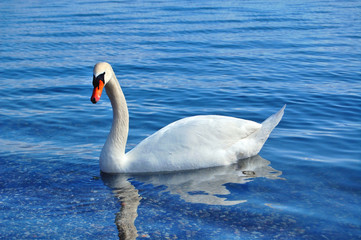 Fototapeta premium Swan in a Lake Ohrid, Macedonia