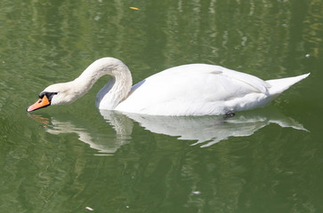 Naklejka premium swan on the lake in the nature