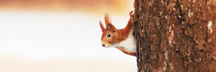 Foto auf Acrylglas Eichhörnchen Eichhörnchen (Sciurus vulgaris) im Winter