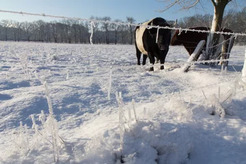 Foto auf Leinwand Koeien in de sneeuw. © rijkkaa