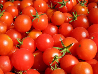 Tomato varieties 