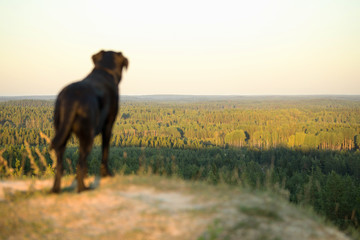 Black Labrador Retriever Standing High on Hill. Focus at Distance.