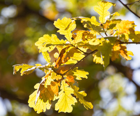 oak leaves in nature