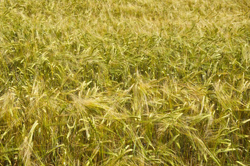 Field of ripening barley in the sun on summer's day
