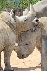 Obraz premium Zoo de Paris Vincennes