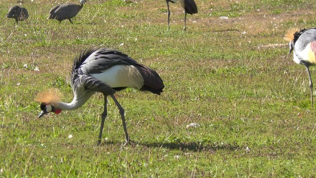 Grey Crowned Crane