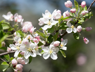 flowers on the fruit tree in nature