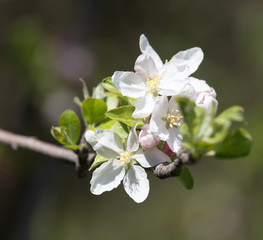 flowers on the fruit tree in nature