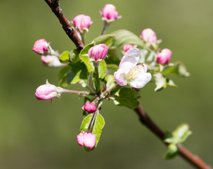 flowers on the fruit tree in nature