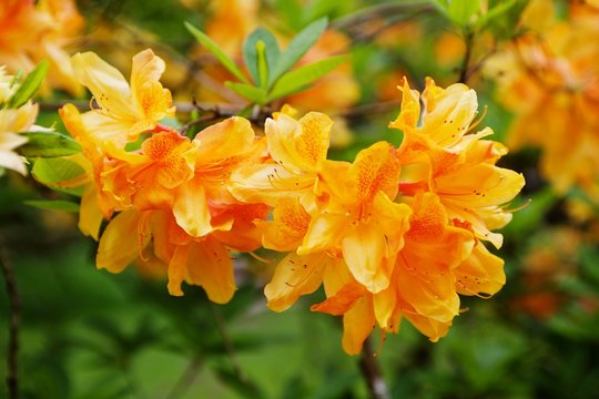 Orange rododendron close-up