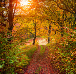 Colorful autumn sunrise in the forest with old road