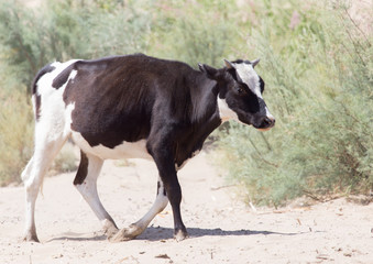 Obraz na płótnie Canvas cow in the sands of the steppe