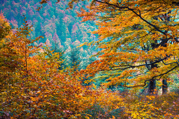 Colorful autumn morning in the mountain forest.