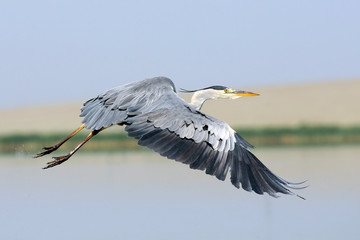 Flying Grey Heron above the lake