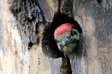 Juvenile Great Spotted Woodpecker looks from nest hollow.
