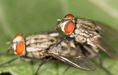 fly make love. close