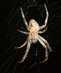 Spider. close