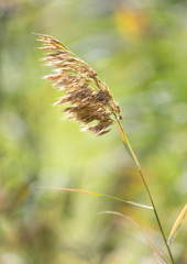 stalks of grass on the nature