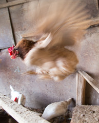 chicken in flight
