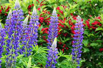 Garden Lupins
