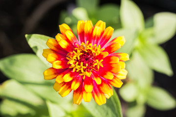 Beautiful flower in garden