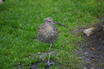 Curlew like bird standing on one leg