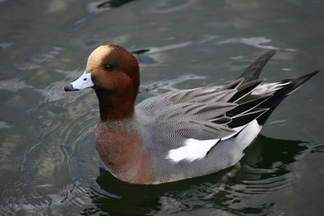 Wigeon duck floating on water