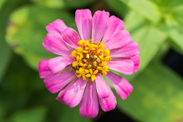 Obraz premium Beautiful flower in garden