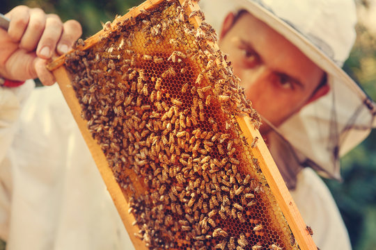 Beekeeper Collecting Honey