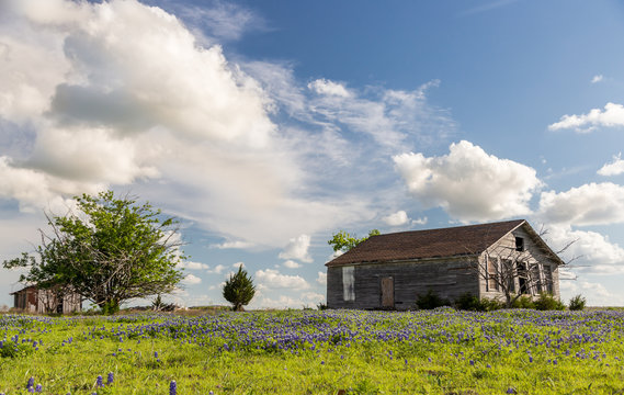 Texas bluebonnet field and old barn in Ennis.