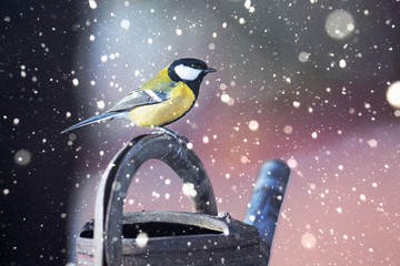 Obraz premium Great Tit (Parus major) sitting on a water can in falling snow