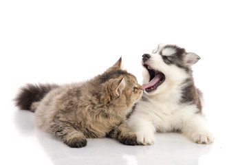 Fototapeta premium Cat and dog together lying on a white background