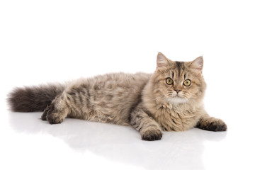Fototapeta na wymiar Tabby cat lies on white background