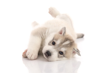 Cute siberian husky puppy lying on white background
